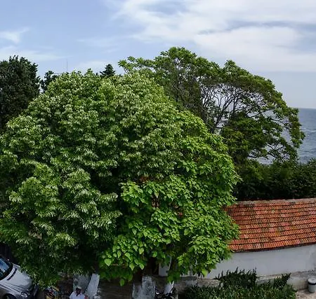 семеен янис парадайс